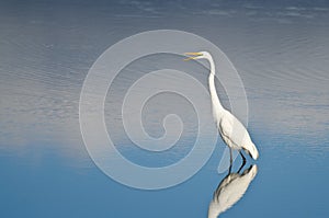 Great Egret Against a Pale Blue Background