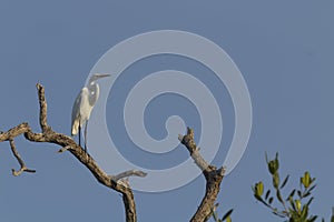 Great Egret, aka the common egret, large egret, or great white heron. photo