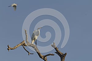 Great Egret, aka the common egret, large egret, or great white heron. photo