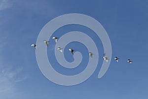 Great Egret, aka the common egret, large egret, or great white heron. photo