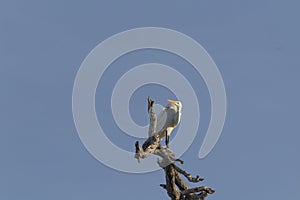 Great egret, aka the common egret, large egret, or great white heron. photo