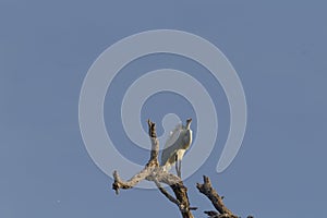 Great egret, aka the common egret, large egret, or great white heron. photo