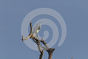 Great egret, aka the common egret, large egret, or great white heron. photo