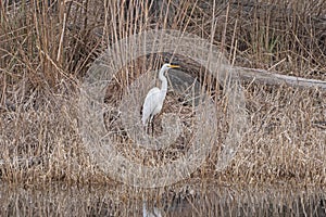 Great Egret along the Suwannee River