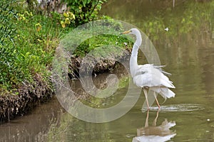 Great egret also known as the common egret, large egret, great white egret or great white heron