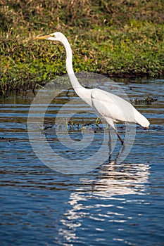 Great Egret also known as Common or Large Egret, or Great White Heron Wading in Chobe River, Botswana