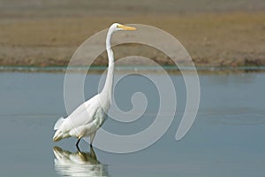 Great Egret - Ardea alba