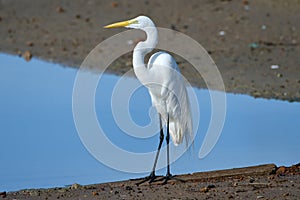 Great Egret Ardea alba