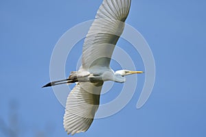 Great egret Ardea alba