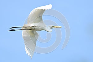 Great egret Ardea alba