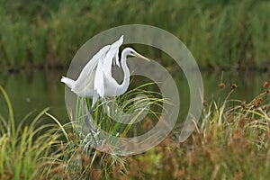 Great egret Ardea alba