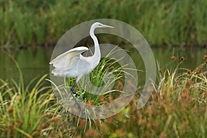 Great egret Ardea alba