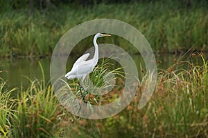 Great egret Ardea alba