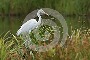 Great egret Ardea alba