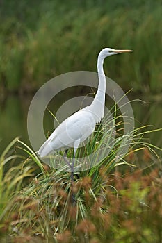 Great egret Ardea alba