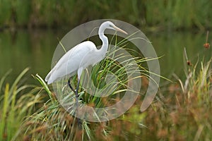 Great egret Ardea alba