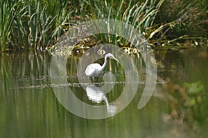 Great egret Ardea alba