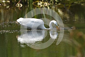 Great egret Ardea alba