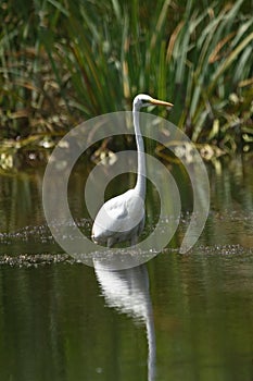 Great egret Ardea alba