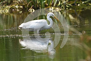 Great egret Ardea alba