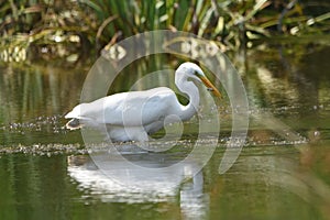 Great egret Ardea alba