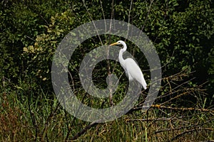 Great egret Ardea alba