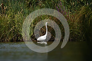 Great egret Ardea alba