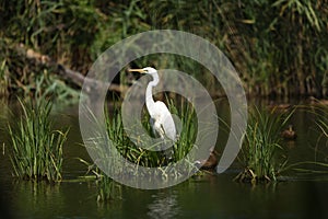 Great egret Ardea alba