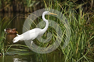 Great egret Ardea alba