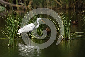 Great egret Ardea alba