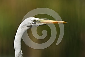 Great egret Ardea alba