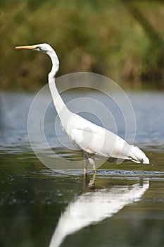 Great egret Ardea alba