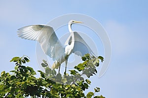 Great egret Ardea alba