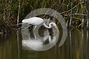 Great egret Ardea alba