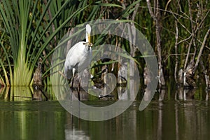 Great egret Ardea alba