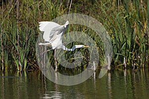 Great egret Ardea alba