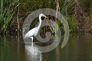 Great egret Ardea alba