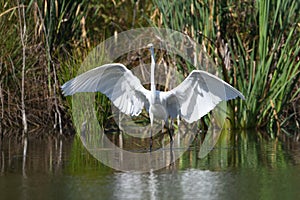 Great egret Ardea alba