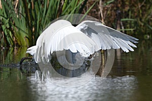 Great egret Ardea alba
