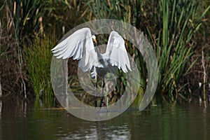 Great egret Ardea alba