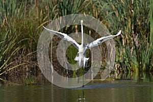 Great egret Ardea alba