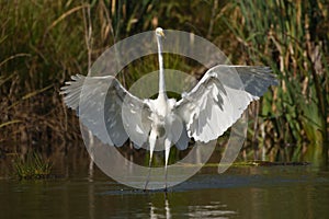 Great egret Ardea alba