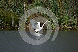 Great egret Ardea alba