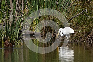 Great egret Ardea alba