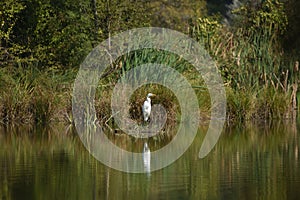 Great egret Ardea alba