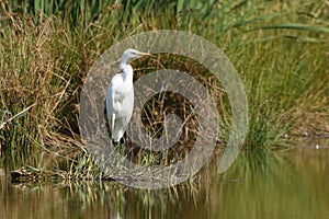 Great egret Ardea alba