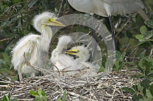 Great Egret, Ardea alba