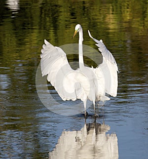 Great Egret, Ardea alba