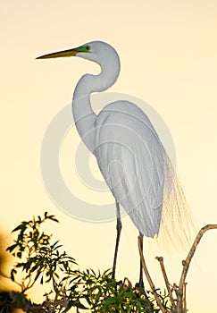 Great Egret, Ardea alba