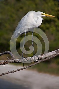 Great Egret (Ardea alba)